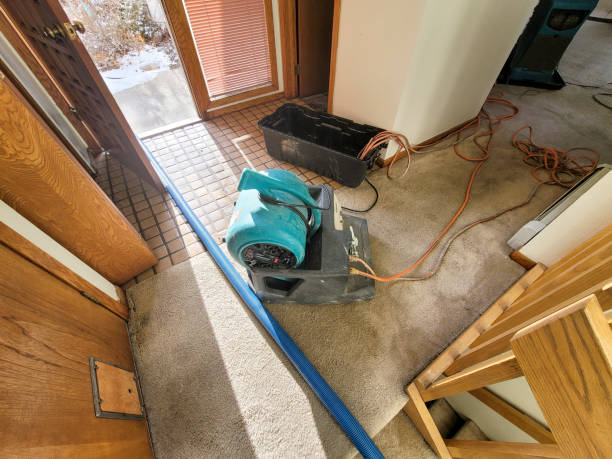 Best Basement water damage restoration  in Delano, MN