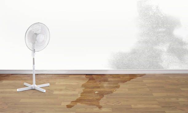 Best Basement water damage restoration  in Delano, MN